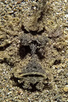Concealment: Devil scorpion fish, Inimicus didactylus, Walindi, West New