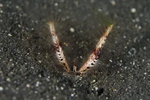 140218: Devil Worm - in black sand - Night dive, TK1 dive