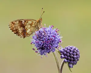 Scabious: Devil's-bit Scabious