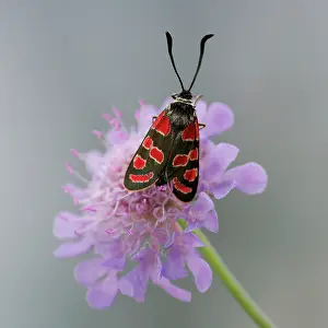 Scabious: Devil's-bit Scabious