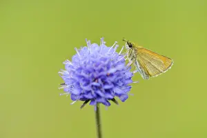 Skipper: Devil's-bit Scabious