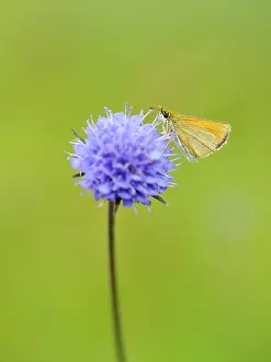 Skipper: Devil's-bit Scabious