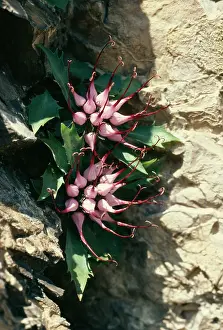Phyteuma: DEVIL'S CLAW