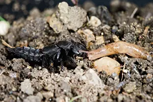 Gastropods: Devil's coach horse beetle - feeding on slug