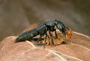 Centipedes: Devil's Coach Horse Beetle - fighting a centipede
