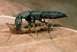 Centipedes: Devil's Coach Horse Beetle - fighting a centipede