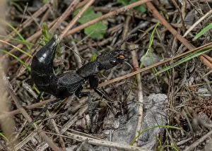 Threatening: Devil's coach-horse beetle, Ocypus olens, on hea