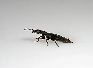 Coach: Devil's coach horse Beetle - white background