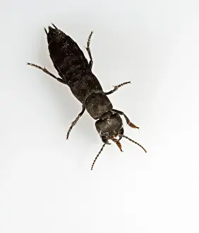 Coach: Devil's coach horse Beetle - white background