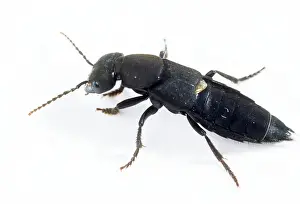 Coach: Devil's Coach-horse / Rove BEETLE