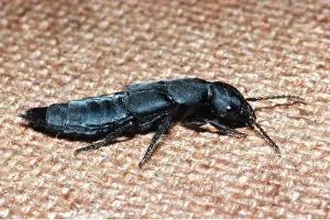 Devils: Devil's Coach-horse / Rove BEETLE