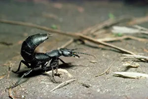 D. W. Greenslade: Devil's Coach-horse / Rove BEETLE - aggressive display