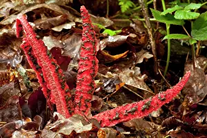 Toadstools: Devil's fingers / Octopus stinkhorn fungus / Lysurus