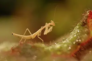 Minimal: Devil's Flower Mantis