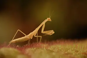 Minimal: Devil's Flower Mantis