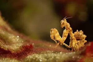 Devils: Devil's Flower Mantis