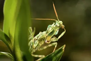 Mendica: Devil's Flower Mantis