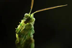 Contre: Devil's Flower Mantis