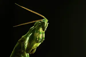 Mendica: Devil's Flower Mantis