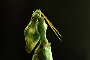 Contre: Devil's Flower Mantis