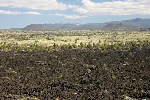 Regrowth: Devils Homestead Lava Flow