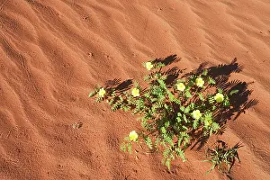 Tribulus: Devil's Thorn - blooming at a sand dune