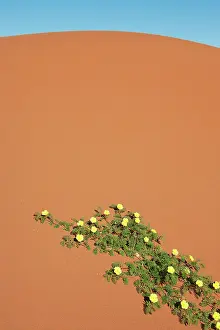 Tribulus: Devil's Thorn - blooming at a sand dune