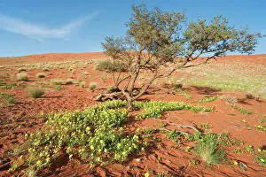 Acacias: Devil's Thorn and Camelthorn Tree (Acacia erioloba)