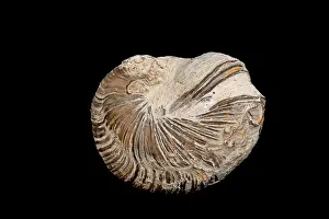 Jurassic: Devil's Toenail Oyster Gryphaea - British Jurassic