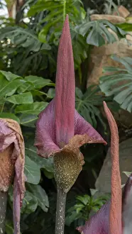 Arum: Devil's Tongue, Umbrella Arum, Leopard Palm, Snake