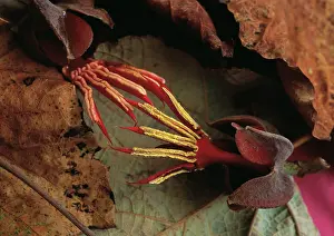 Unicorn: Devil'sClaw
