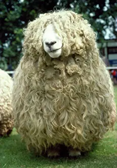 Cornwall: Devon & Cornwall Longwool SHEEP