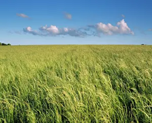 Anthony Harrison: DEVON - Grassy hilltop
