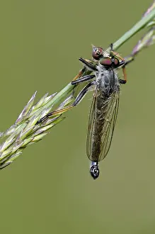 Robberfly: Devon Red-legged Robberfly (Pamponerus germanic