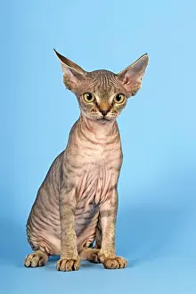 Moulting: Devon Rex, cat breed, kitten, 13 weeks, moulting