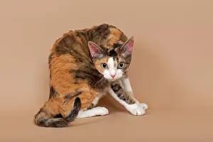 Concentrated: Devon Rex, cat breed, tricolour