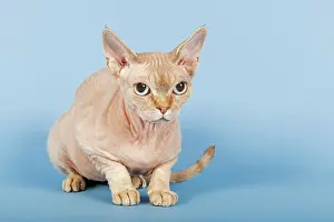 Katze: Devon Rex cat Devon Rex Katze