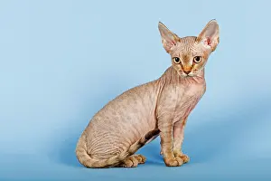 Katze: Devon Rex cat Devon Rex Katze