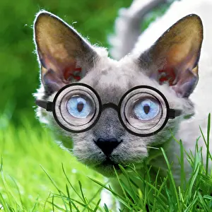 Glasses: Devon Rex Cat in the garden wearing glasses with thick lense