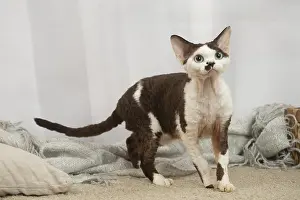 Rexes: Devon Rex Cat indoors