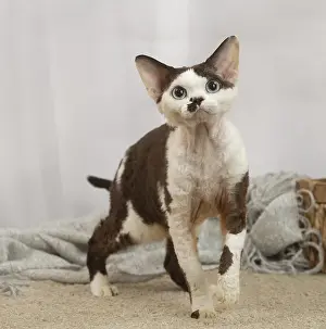 Lifting: Devon Rex Cat indoors