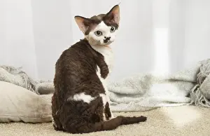 Rexes: Devon Rex Cat indoors