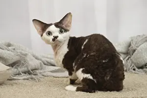 Marking: Devon Rex Cat indoors