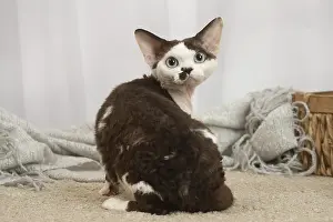 Marking: Devon Rex Cat indoors
