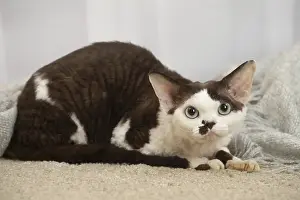 Marking: Devon Rex Cat indoors