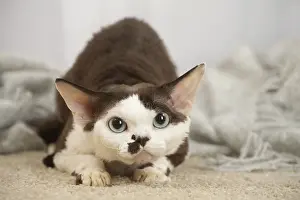 Marking: Devon Rex Cat indoors