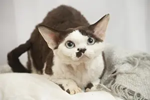 Marking: Devon Rex Cat indoors