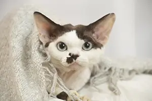 Marking: Devon Rex Cat indoors