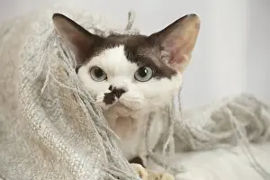 Marking: Devon Rex Cat indoors