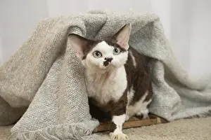 Marking: Devon Rex Cat indoors